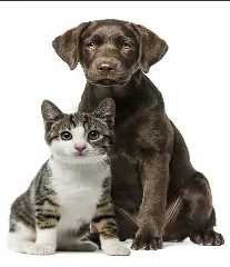 devis-gratuit-Assurance-animaux